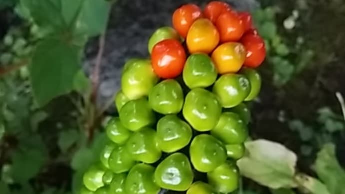 石橋秀野/草の実や影より淡くはしる水