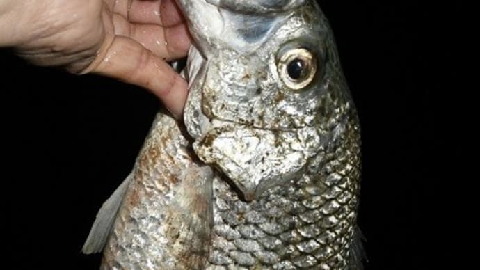 夕まずめ狙いで釣りに行ってみた