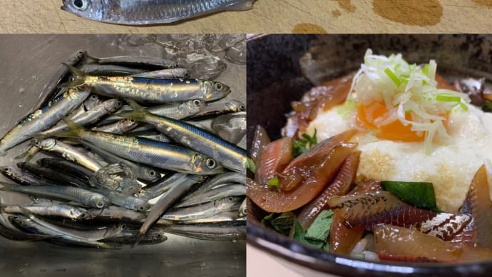 2023年12月24日【北条湾釣行】釣りたてのトウゴロウイワシを食べる釣りのお供の猫達