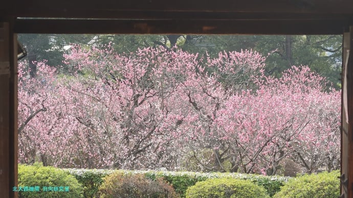 【京都幕間旅情】随心院,梅花拝観と共に、例外状態とか無責任状態とか、大阪関西万博と大阪万博の比較