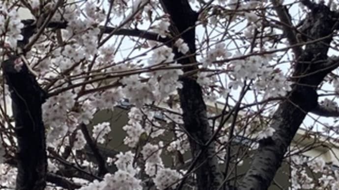 桜と鶯