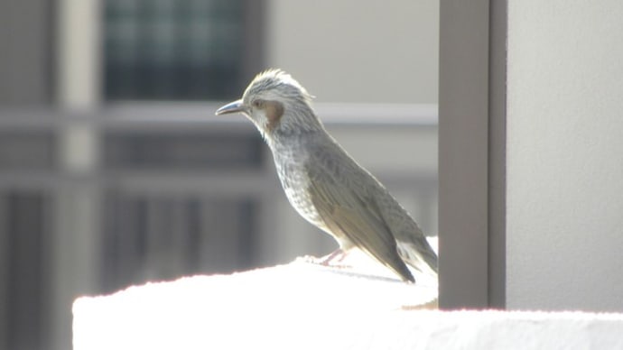 マンションベランダに野鳥が来る理由