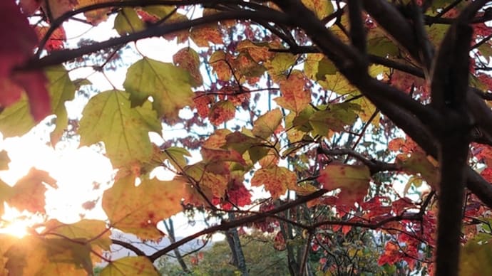☆我が家の紅葉