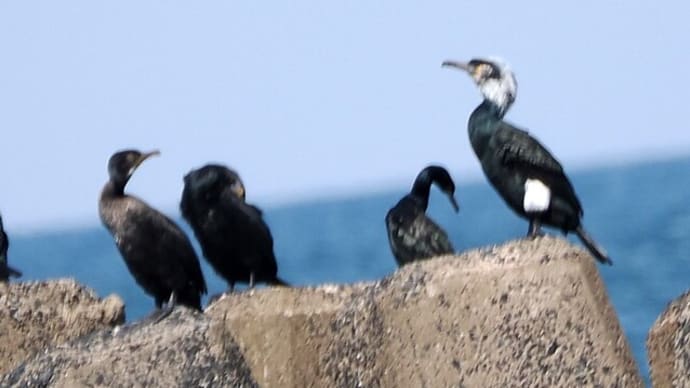 ヒメウとウミウ