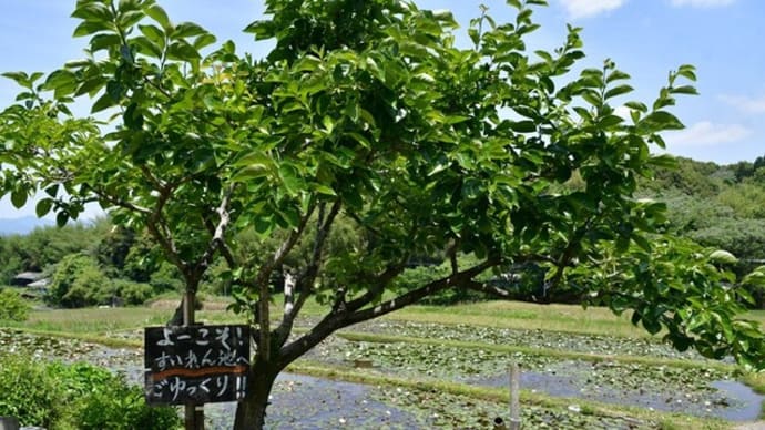 開花が進む さつま町田原のスイレン 2025/05/14(鹿児島)