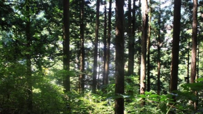 2023年 9月 2日(土)の「鳩ノ巣渓谷」と「白丸湖」(4)