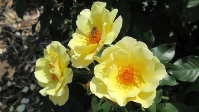 薔薇