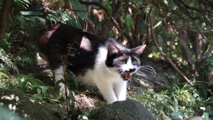 花月猫は小さなライオン??