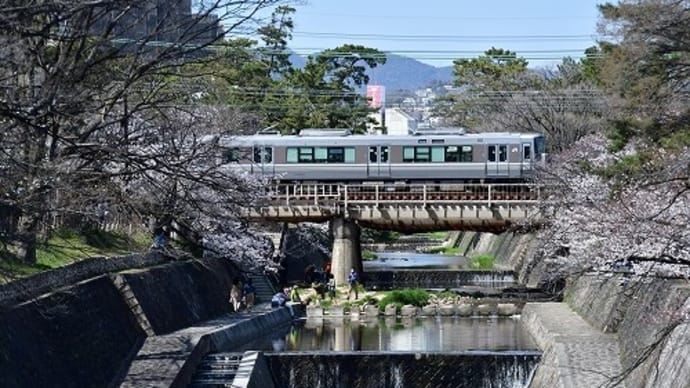 電車 と 夙川公園の桜
