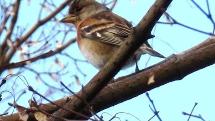 大仙公園から仁徳天皇陵