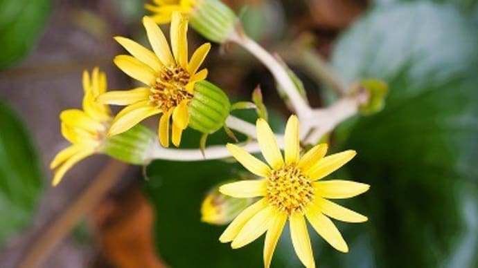神代植物公園・植物多様性センターにて