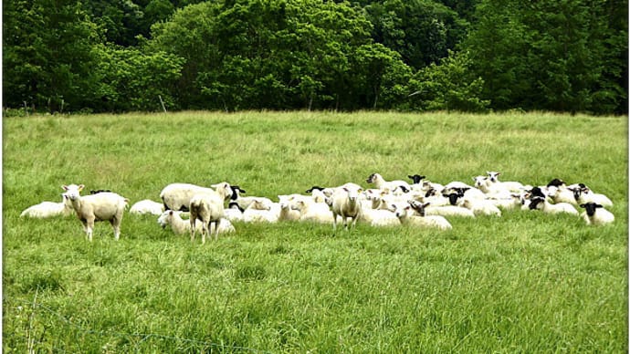 北海道白糠町茶路左股の牧場で綿羊さん（サフォーク種とポールドーセット種）に挨拶してきました