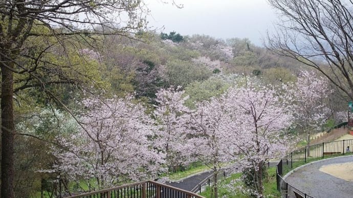 桜が丘公園の桜