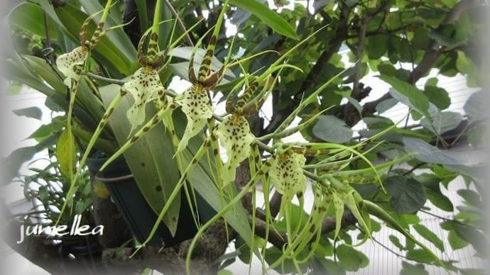 蜘蛛ランLnt(旧Lc) Wigleyi 'Orchid library' BM/JOGA