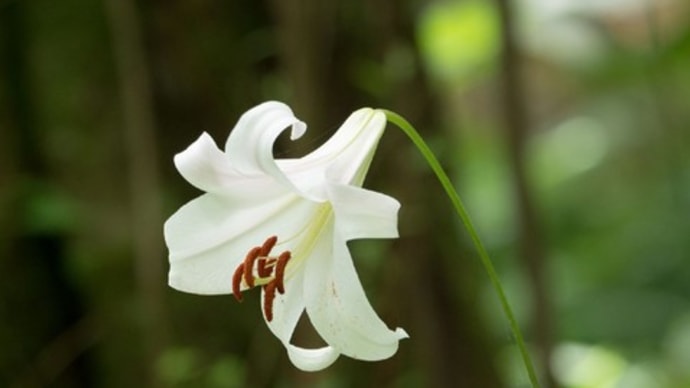 アジサイが咲き始めた六甲高山植物園にて(PartⅡ)