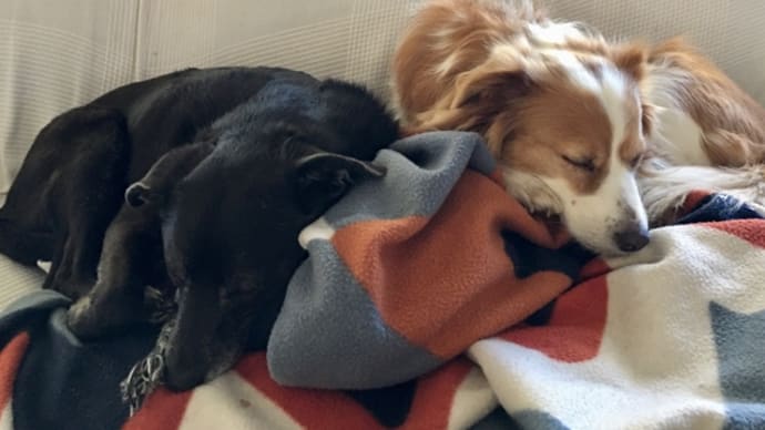 犬団子