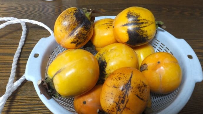 干し柿づくりに挑戦