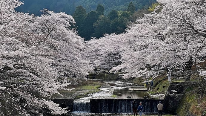 京都！亀岡・七谷川の桜🌸桜🌸桜🌸😍