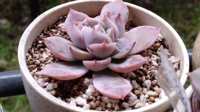 多肉植物「フィオナ」かな(謎ベリア)?