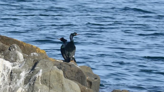 粟島の野鳥たち ヒメウ