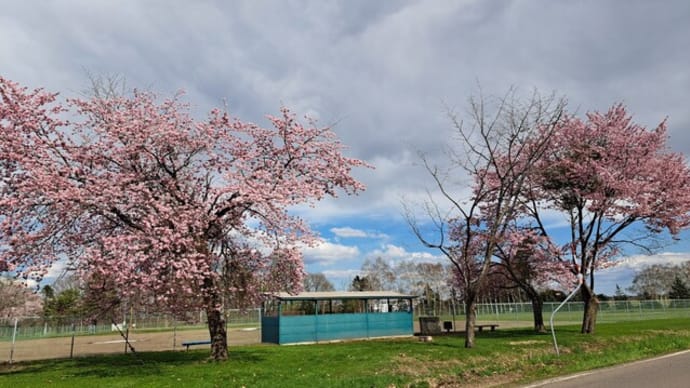 桜咲く~依田公園編