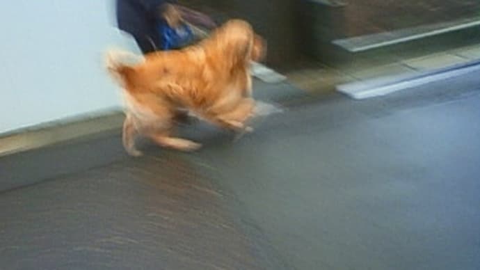 ゴン太君と遭遇。