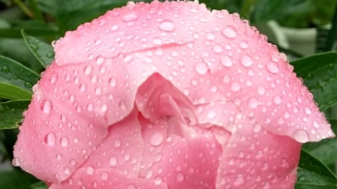 しっとり雨降り