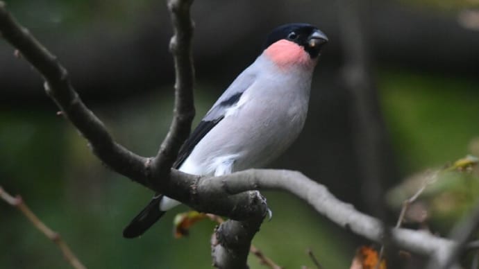 粟島の野鳥たち ウソ