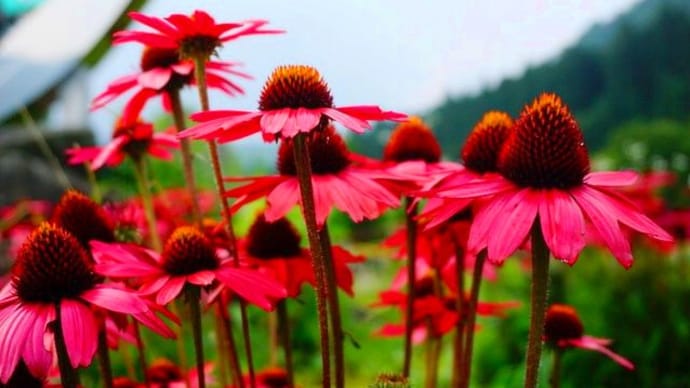 愛犬と初めての旅行 14 高原の夏の花