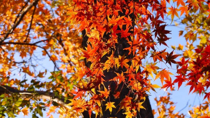 2023・12・10 横浜市こども植物園の紅葉。英連邦戦死者墓地の紅葉。