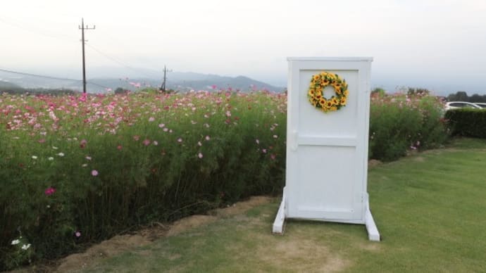 鼻高展望花の丘のコスモス2024（その2）