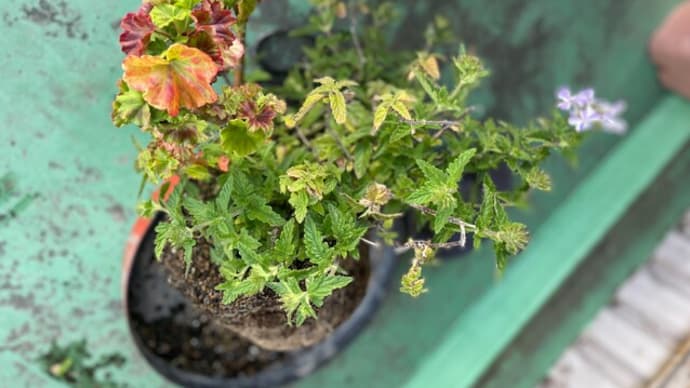 鉢植えの植え替えの季節がやってきた