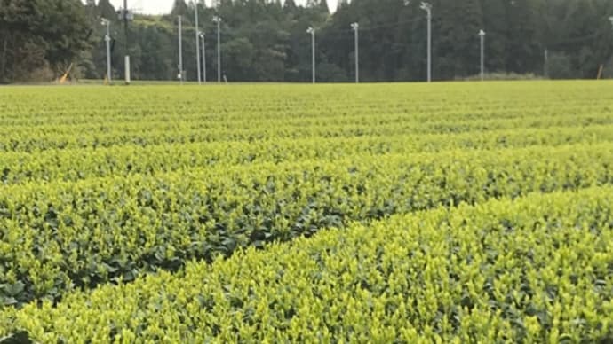 ベスと散歩の今朝の一枚・・・一番茶の一番最初はこの畑?
