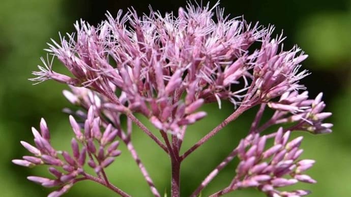 庭植えの「ヨツバヒヨドリ」