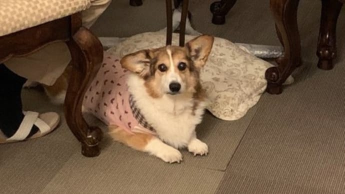 番犬!