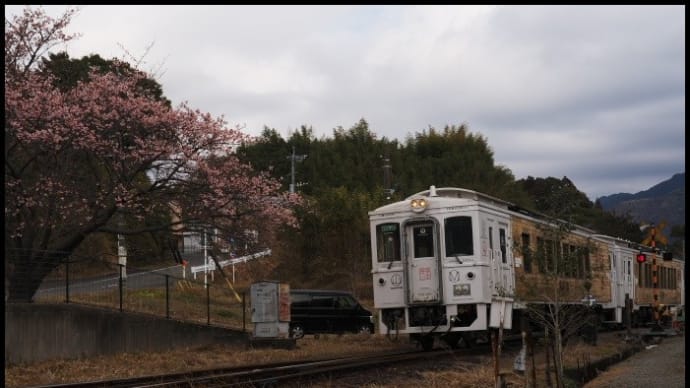 桜と観光列車”海幸山幸”