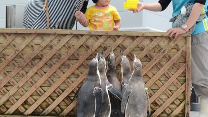 旅の写真から(36)ギリギリ宮崎。イルカランド🐬