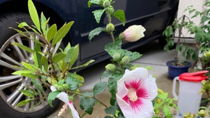 むくげの花が繋ぐ笑顔、夏の先駆け