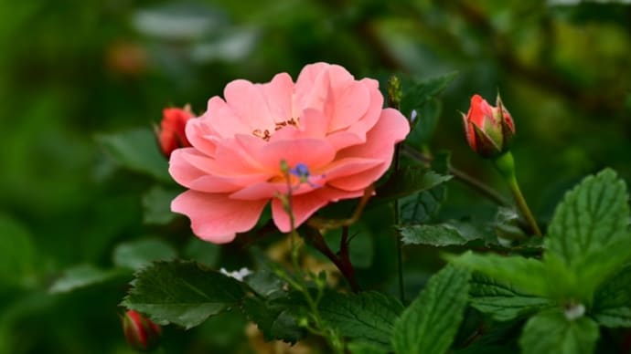 庭の花   北海道