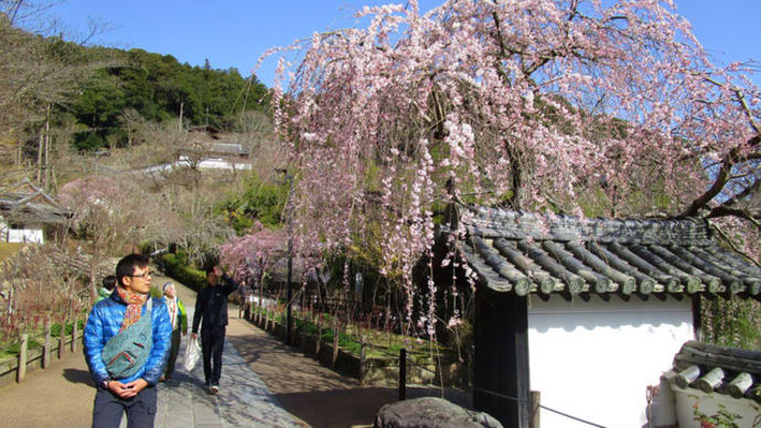長谷寺・朝勤行ツアーでお花見!