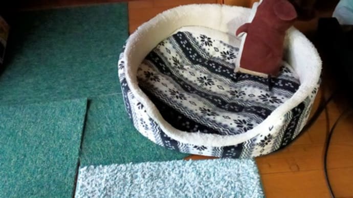 ある日のあんず君