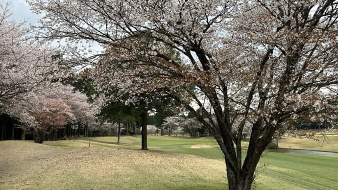 1540 オールドオーチャードGC 今年これで桜も終わりだぁ~