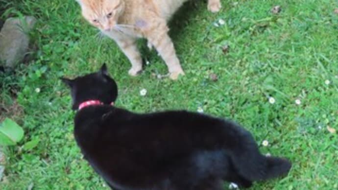 猫大戦争