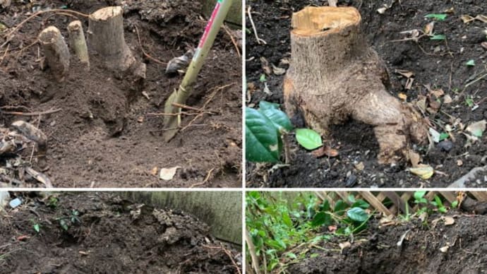根を抜いてゆくゆくは植木を植えたいと思われている方より伐根依頼