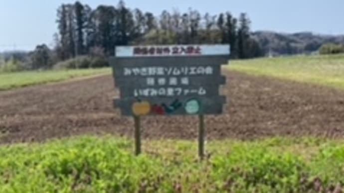 いずみの畑グループ研修活動報告 ~10年目 の野菜づくり~