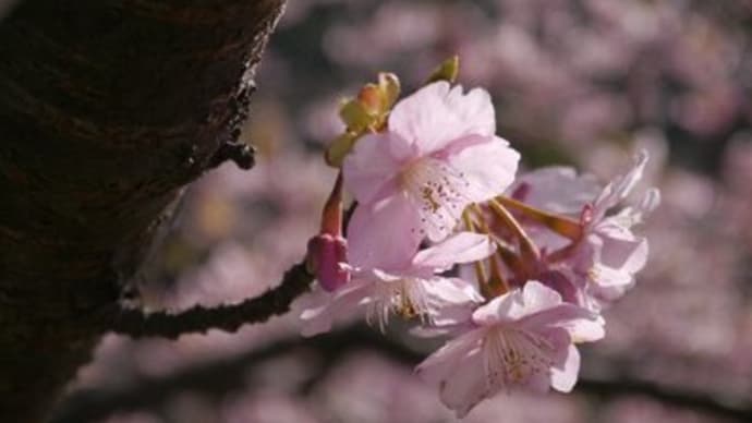 今年2回目の伊豆