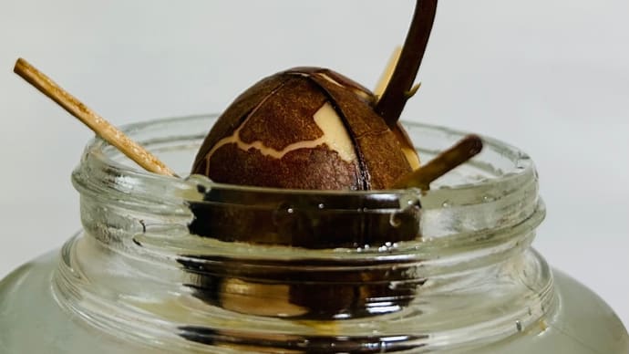 種から「アボカド🥑水耕栽培」2・・・水替えでドジ→茎がーーー(>0<)
