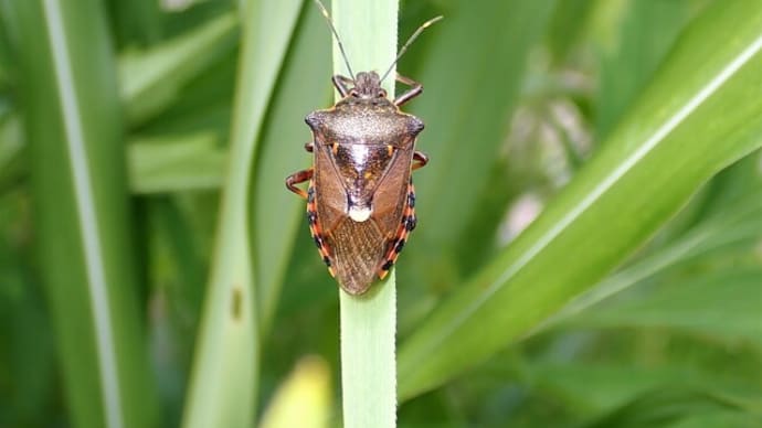 アカアシクチブトカメムシ