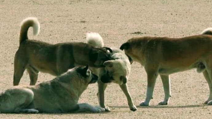 【ニュース】【野犬】【飼育放棄】【ペット】【生命】