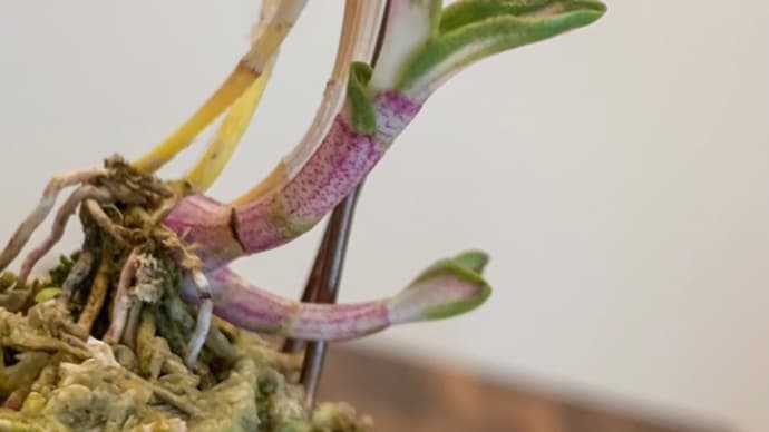 キバナノセッコク 新芽の様子
